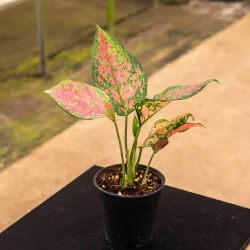 Aglaonema 'Ruby Ray'