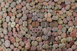 Lithops "Living Stones"