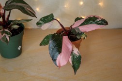 Pink Princess Philodendron