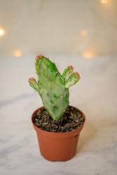 "Sweet Prickly Pear" Opuntia monacantha variegata