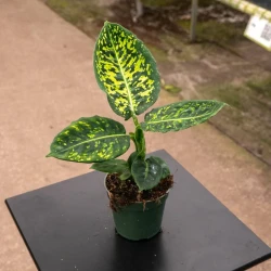 Dieffenbachia 'Reflector'