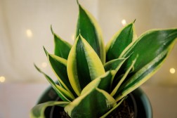 Sansevieria "hahnii Lotus" Snake Plant