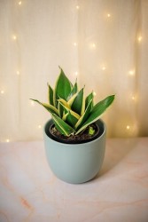 Sansevieria "hahnii Lotus" Snake Plant