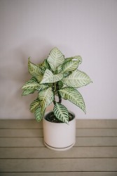 Aphelandra "Snowflake" - zebra plant