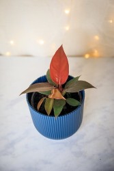 Philodendron "Sun Red"