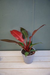 Philodendron "Sun Red"