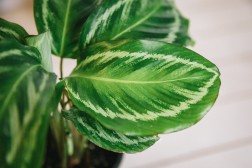 Calathea "Undulata Bicajoux"