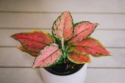 Aglaonema "Beauty"