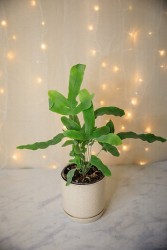 Phlebodium aureum "Blue Star Fern"