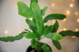 Phlebodium aureum "Blue Star Fern"