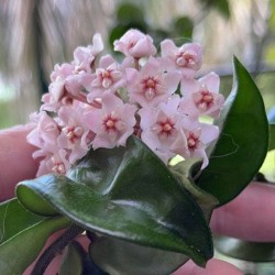 Hoya carnosa 'Compacta' "Hindu Rope"