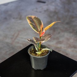 Ficus Ruby