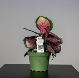 Calathea Siliva