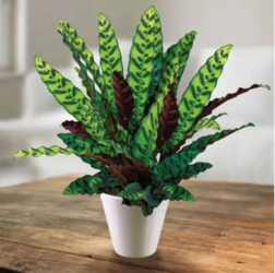 Calathea Insignis