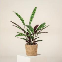 Calathea Insignis