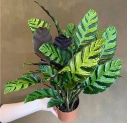 Calathea Greenstar