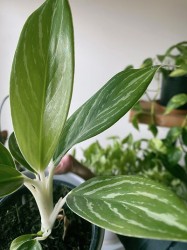 Aglaonema “White Stem Beauty”