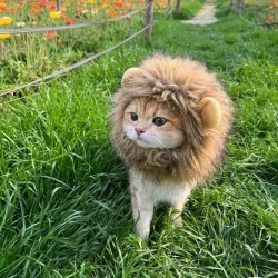 Pet Cat Lion Headgear