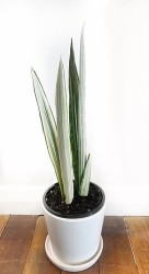 Sansevieria Bantels Sensation