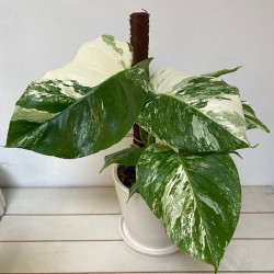 Very Large Variegated Monstera