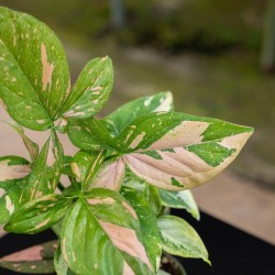 Syngonium podophyllum