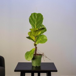 Ficus lyrata "Fiddle Leaf Fig"