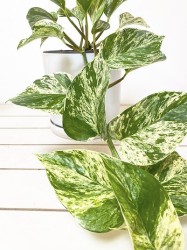 Epipremnum Aureum Marble Queen