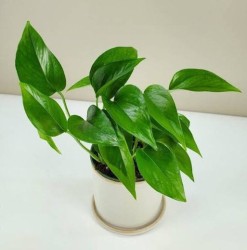 Epipremnum Aureum - Jade Pothos