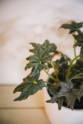 Begonia 'Furry Star'