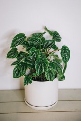 Peperomia Marmorata