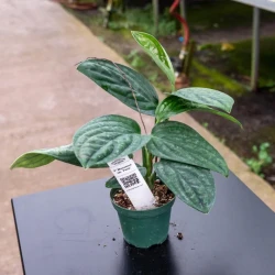 Monstera sp. 'Peru'