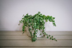 Peperomia prostrata "String of Turtles"