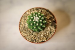 Mammillaria polythele 'Toluca'