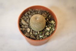 Rebutia heliosa