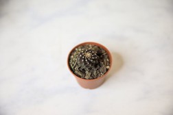 Copiapoa Tenuissima