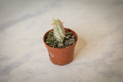 Euphorbia mammillaris 'Variegata'