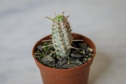 Euphorbia mammillaris 'Variegata'