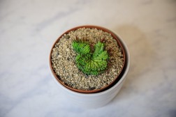 Euphorbia enopla crest cactus