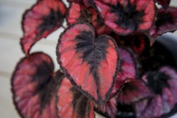 Begonia 'Red Kiss'