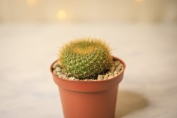 Lemon Ball Cactus- Parodia leninghausii