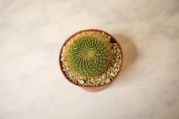 Lemon Ball Cactus- Parodia leninghausii