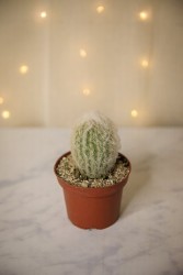 Old Man Cactus - Cephalocereus senilis