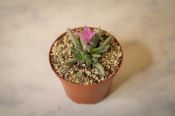 Aloinopsis orpenii