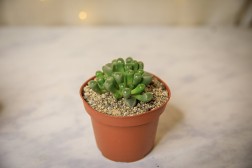 Baby Toes Succulent "Fenestraria rhopalophylla"