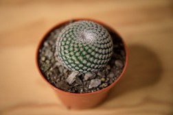 Button Cactus (Epithelantha micromeris)