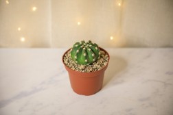 Astrophytum "Sand Dollar" Cactus