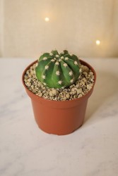 Astrophytum "Sand Dollar" Cactus