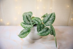 Epipremnum pictus "Trebie Pothos"