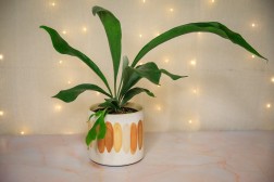 Staghorn Fern