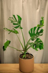 Mutant Monstera "crumpliosa"